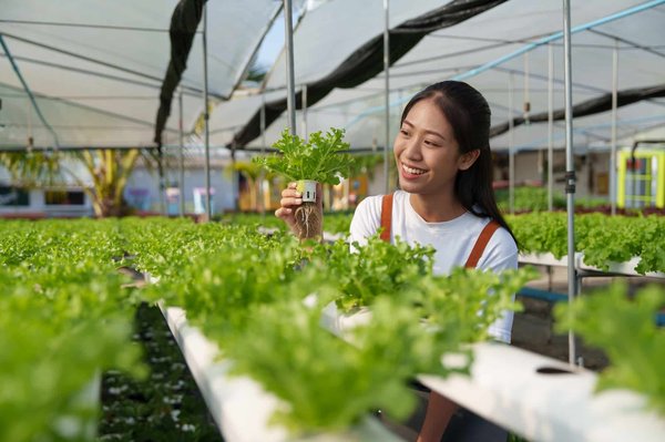 Cultiver de la salade sans sol : les secrets de l'hydroponie